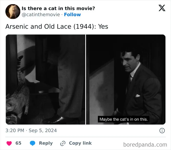 83 Unexpected Cat Cameos In Movies You Probably Missed The First Time 