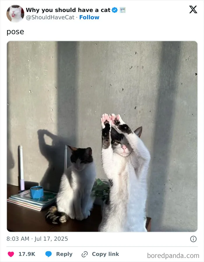Pose