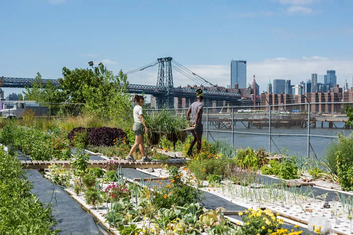 Bring Home The Harvest: Lemongrass Harvest, Oko Farms, Brooklyn, New York By Valery Rizzo