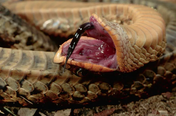 Hognose Snakes
