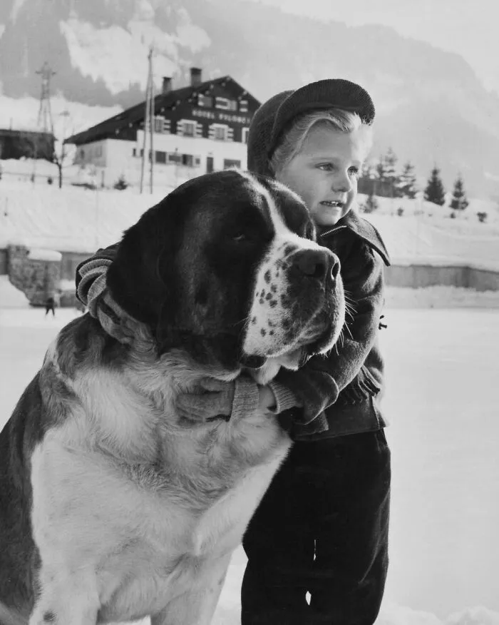 Photography By Janine Niépce Child With A Saint Bernard Dog, Megève, 1954