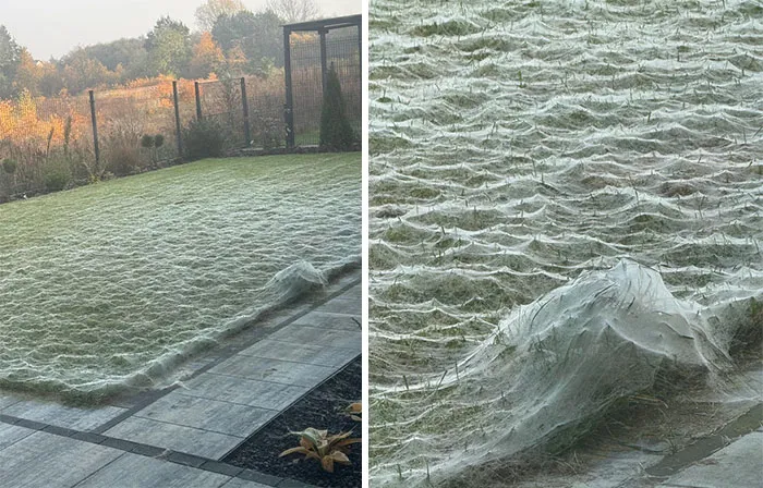 Spiders Gave My Garden A Halloween Makeover