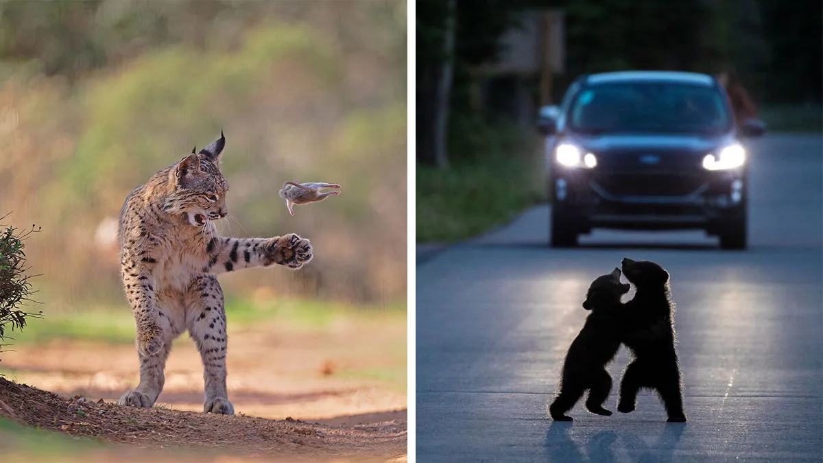 Top 26 Wildlife Photos From The 2026 People’s Choice Award