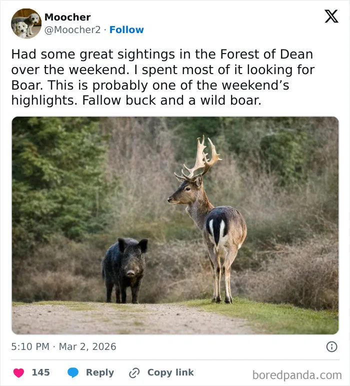Fallow buck and wild boar standing together on a forest path, a surprising wholesome animal encounter in the wild.