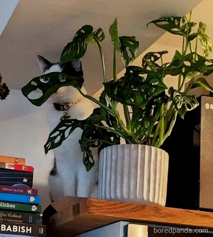 This IG Page Is Rife With Funny Plant Memes, And These 59 Are The Best So Far (New Pics)