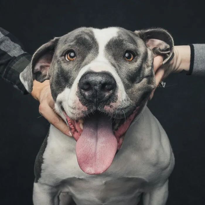 38 Photos From This Series That Prove How Powerful The Bond Between Dogs And Humans Can Be