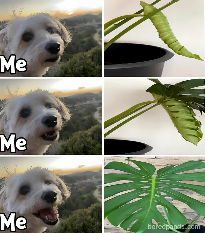 This IG Page Is Rife With Funny Plant Memes, And These 59 Are The Best So Far (New Pics)