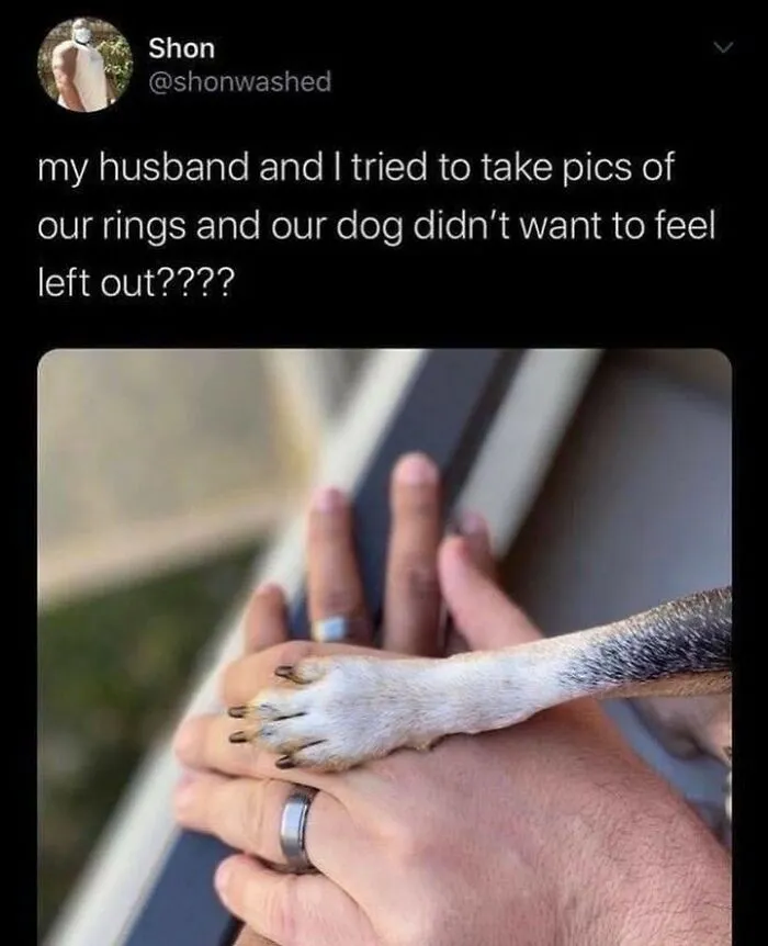 61 Hilarious Memes Featuring Cute, Funny And Mischevious Dogs