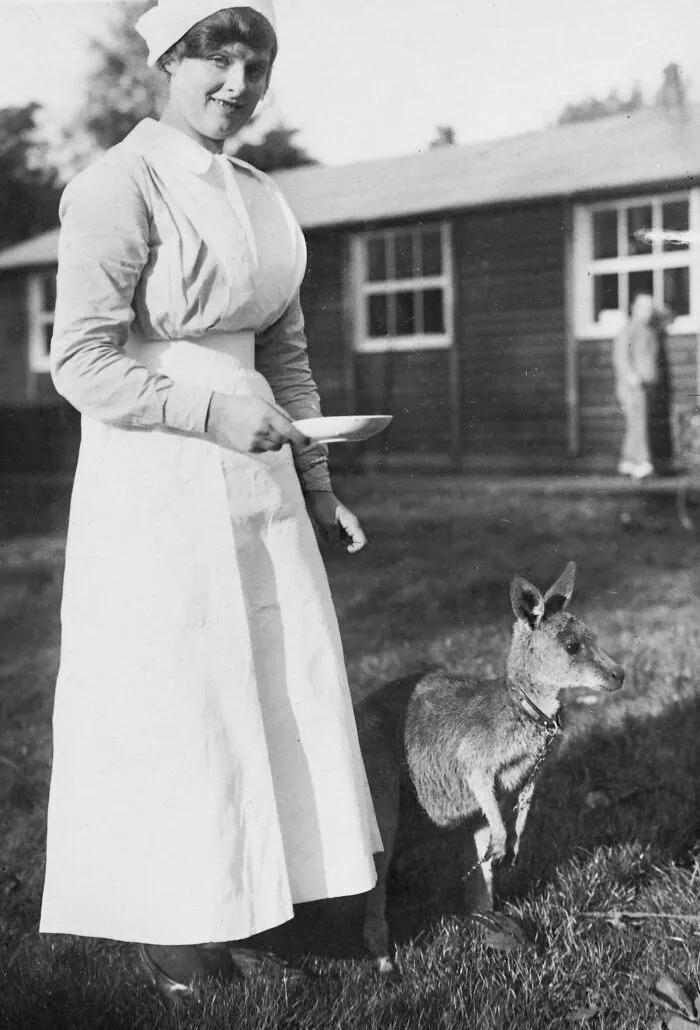 Australian Nurse With A Kangaroo Mascot, Circa 1916