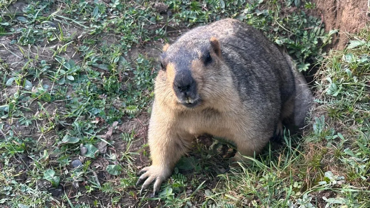 58 Unexpected Wild Animal Encounters That Completely Caught People Off Guard