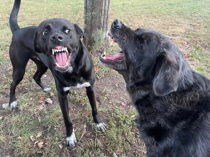 Cully And Lewis Look Unhinged When They Play. They Really Are The Sweetest, Though