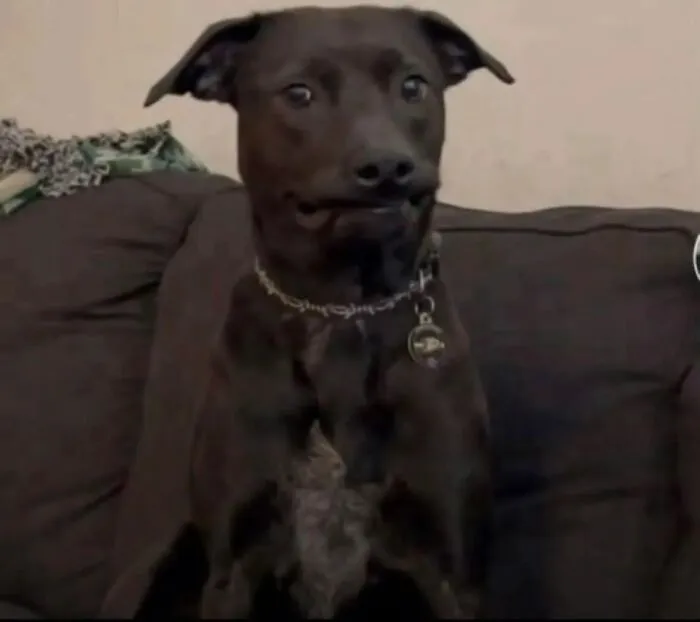 My Dog Has Been Turned Into A Meme Because Of Her Very Judgmental Face