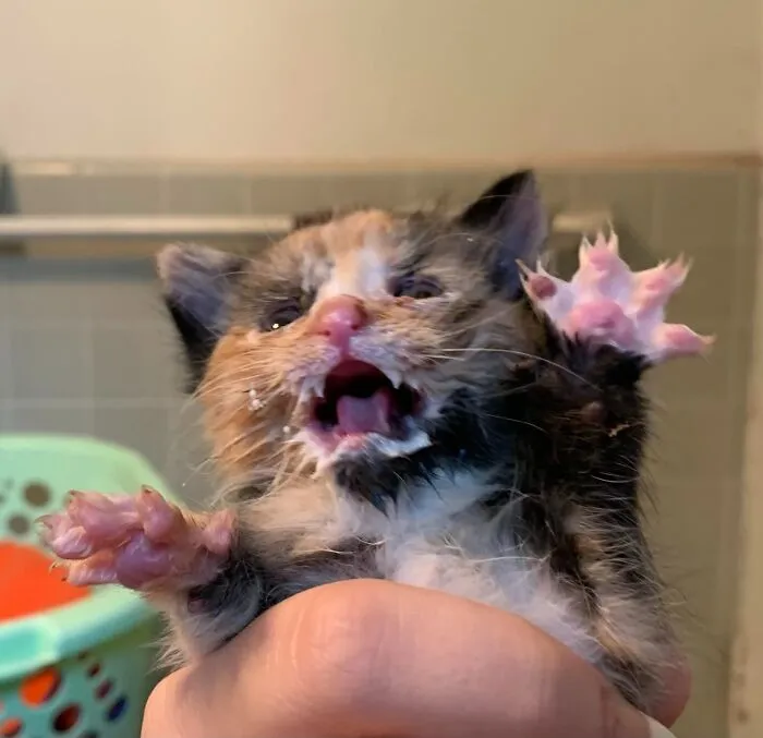 This One Of Cali Being Bottle Fed Always Gets A Laugh 🤭