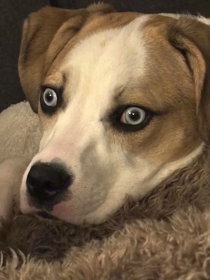 He’s Really A Gorgeous Boy But Those Eyes Make For A Lot Of Unhinged Pictures 🤣
