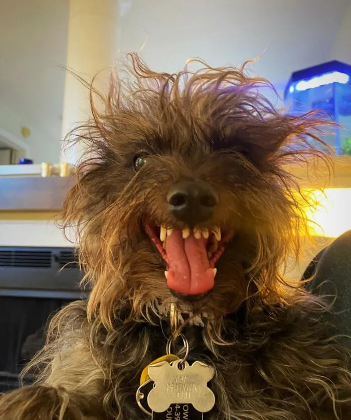 My Friend’s Dog. 😅 5 Pounds Of Evil. 😂