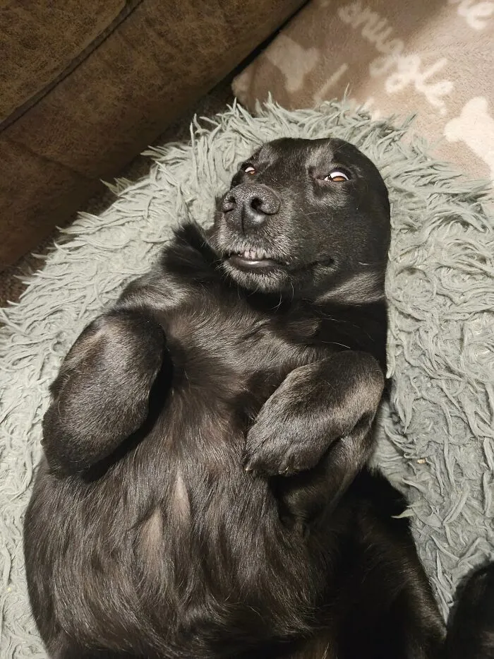 She Poses So Well For Photos. Ears Are There Somewhere. I Promise 
