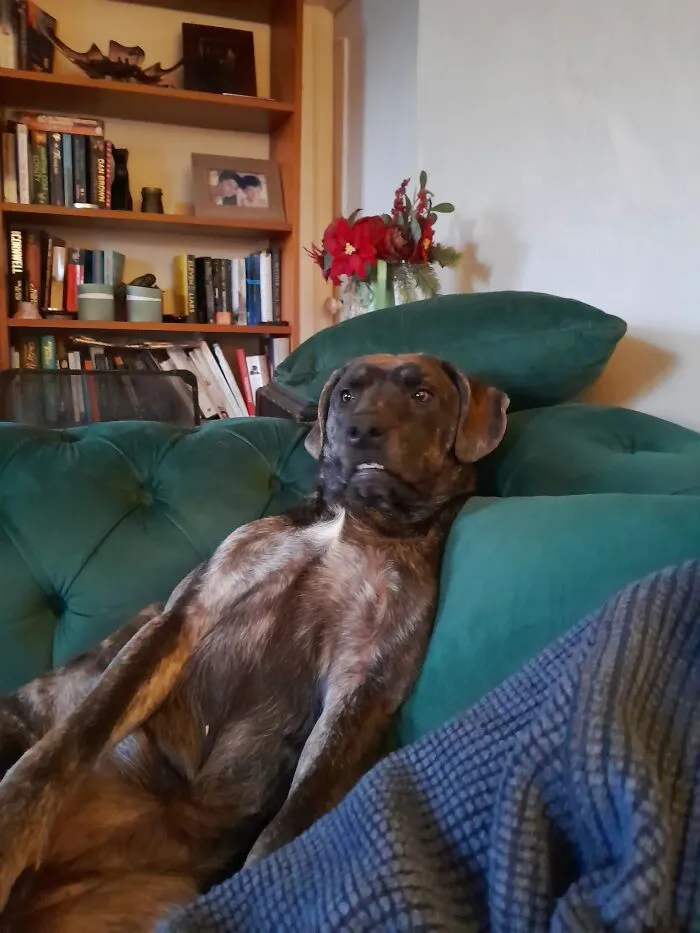 Mitzy Does Not Like To Be Woken Up Suddenly
