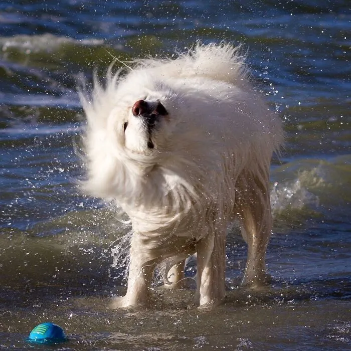 Do Wet Mops Count?