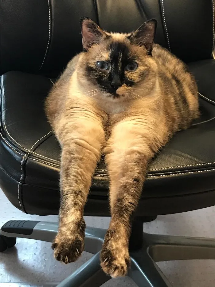 This One Never Fails To Make Me Laugh. She Really Was A Normal Cat, But This Photo Of Kiki Just Isn’t Mathing…