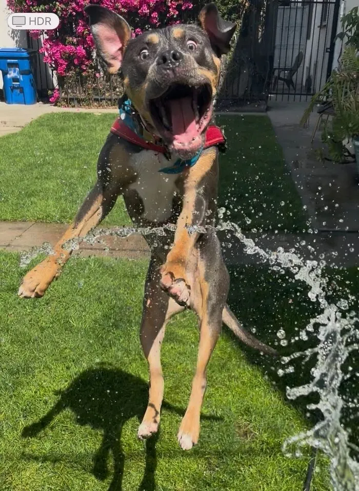 He’s Obsessed With The Water Hose 🤣