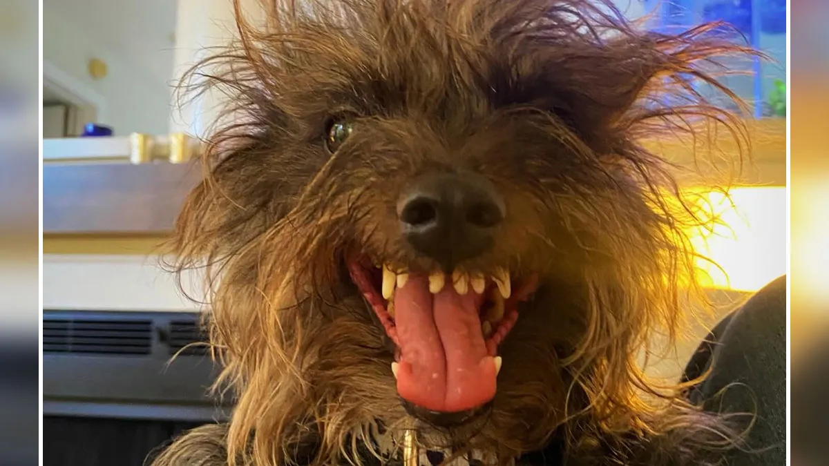 44 Pet Photos That Were Clearly Taken Moments Before Disaster Struck