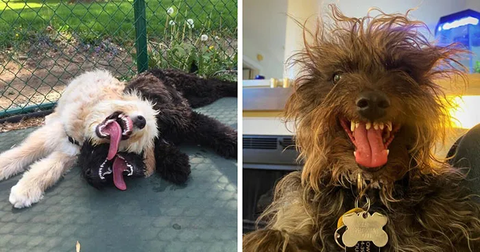 44 Pet Photos That Were Clearly Taken Moments Before Disaster Struck
