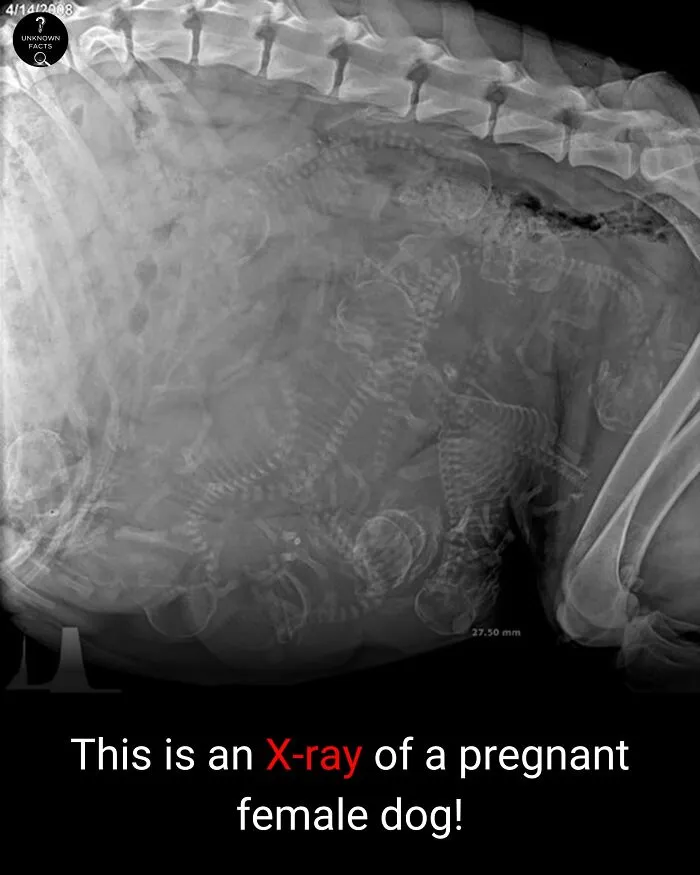 X-ray of a pregnant female dog revealing multiple fetuses. A surprisingly interesting fact about animal reproduction.