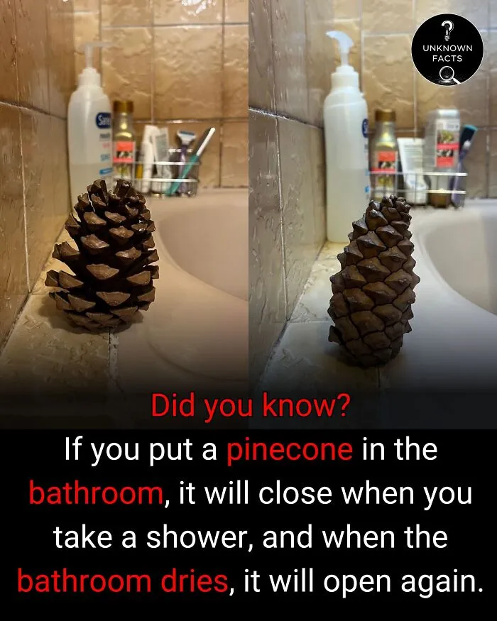 An open and closed pinecone in a bathroom, revealing interesting facts about its response to humidity.