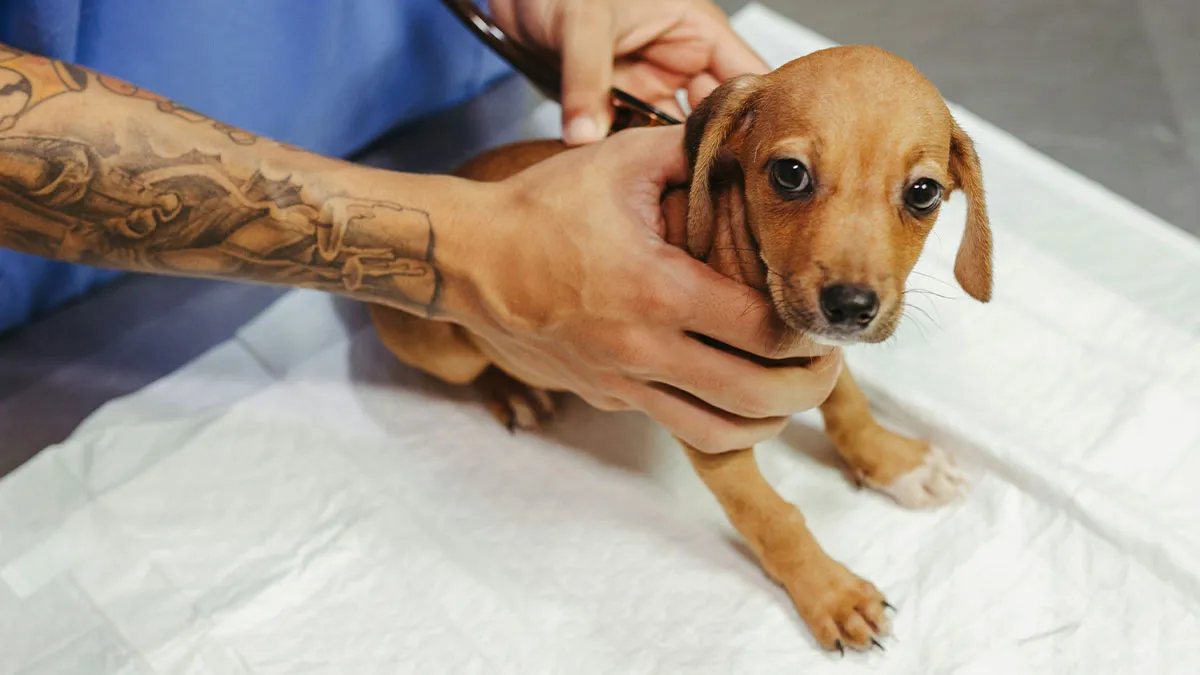 Man Cancels Unpaid Radio Shift To Care For Sick Pet, Host Tears Into Him, He Walks Out For Good
