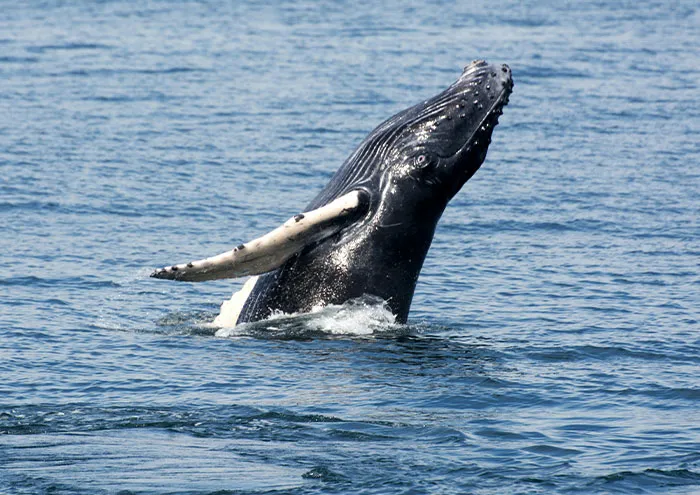 Humpback whale breaching in the ocean, illustrating one of the biggest scientific theories not yet proven.