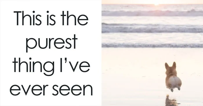 53 Wholesome Internet Finds That Might Just Lift Your Mood