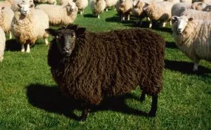 Black Sheep of the Family: Why You Were Chosen and How to Thrive