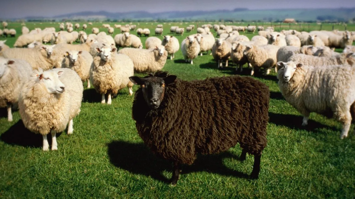 Black Sheep of the Family: Why You Were Chosen and How to Thrive