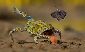 20 Breathtaking Nature Photos That Won The GDT 2026 Competition