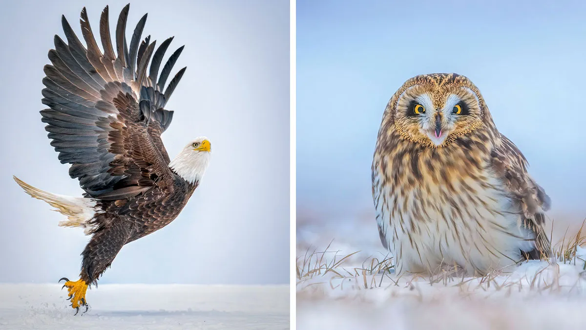 33 Bird Close-Ups By Matt Huras That Turn Everyday Nature Into Something Extraordinary