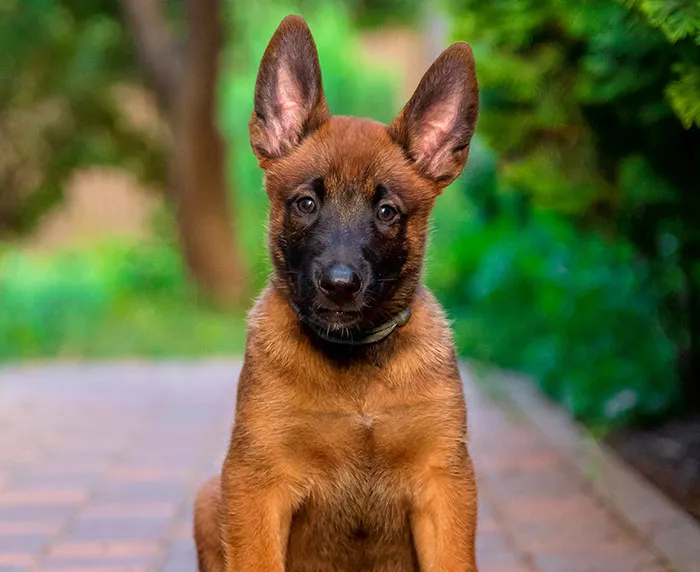 AITA For Putting Up For Adoption The Puppy My Boyfriend Gave Me After My Dog Passed?