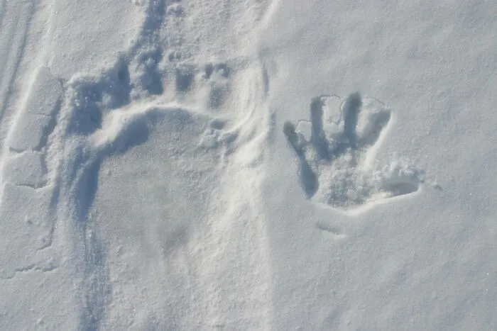 Polar Bear Track With A Human Handprint For Size Comparison