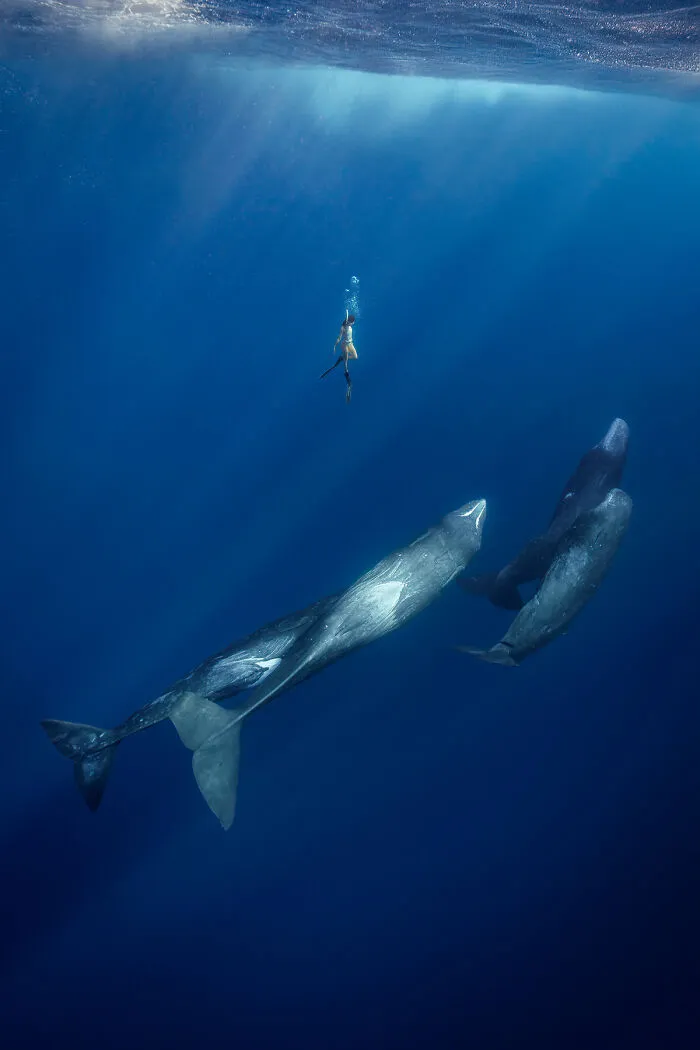 Dancing With Giants By Khaichuin Sim