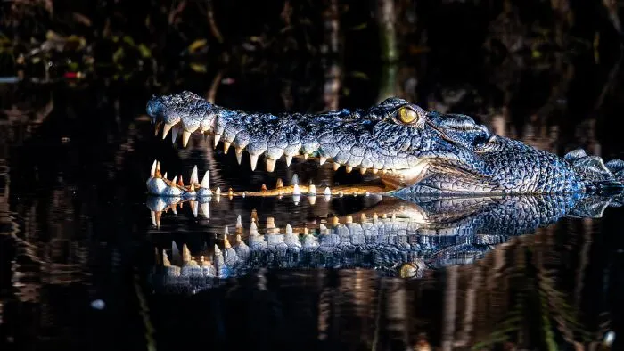 Wildlife, Finalist: Amplified Intimidation By Tom Hendrickson
