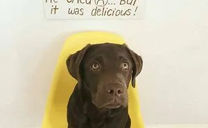 95 Mischievous Pets Got Publicly Shamed For Their Hilariously Bad Behavior Moments