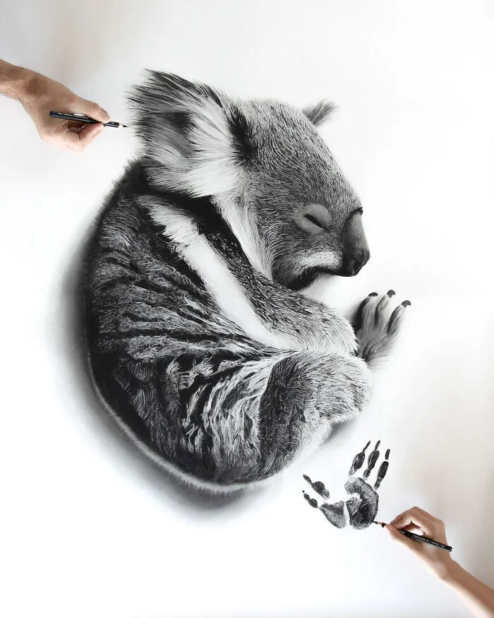 Baby Paws, Koala