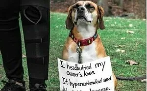 95 Mischievous Pets Got Publicly Shamed For Their Hilariously Bad Behavior Moments