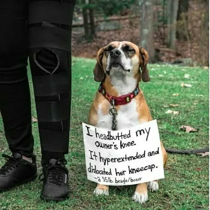 Funniest-Pet-Shaming-Pics