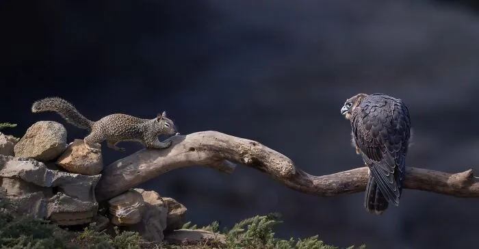 Funny Nature, Finalist: Bravery Or A Death Wish By Angela J Sanchez