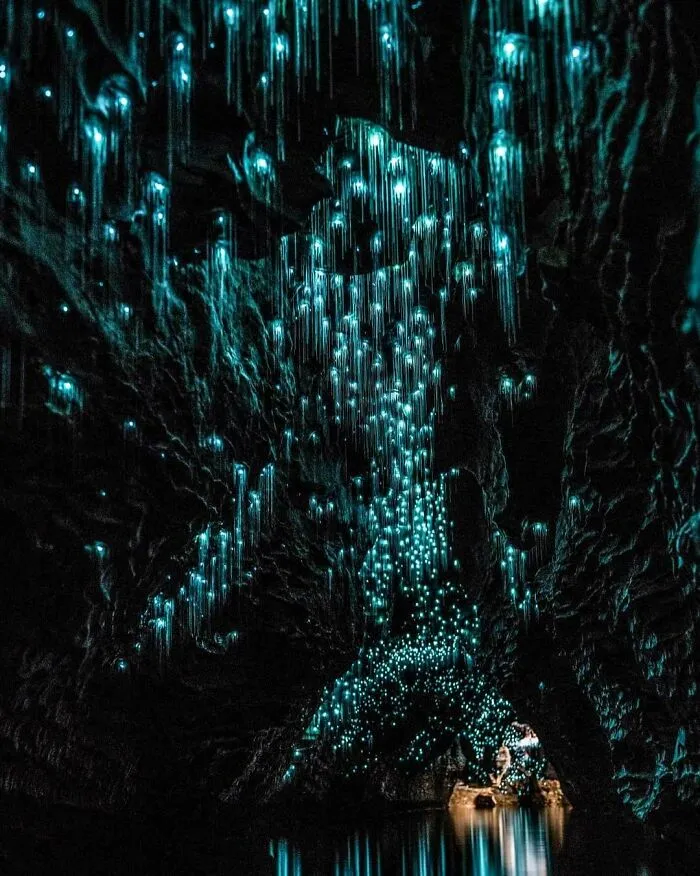 Unbelievable Sight At Glowworms In Waitomo Caves, New Zealand