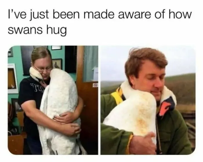 83 Silly Bird Memes To Brighten Up Your Day