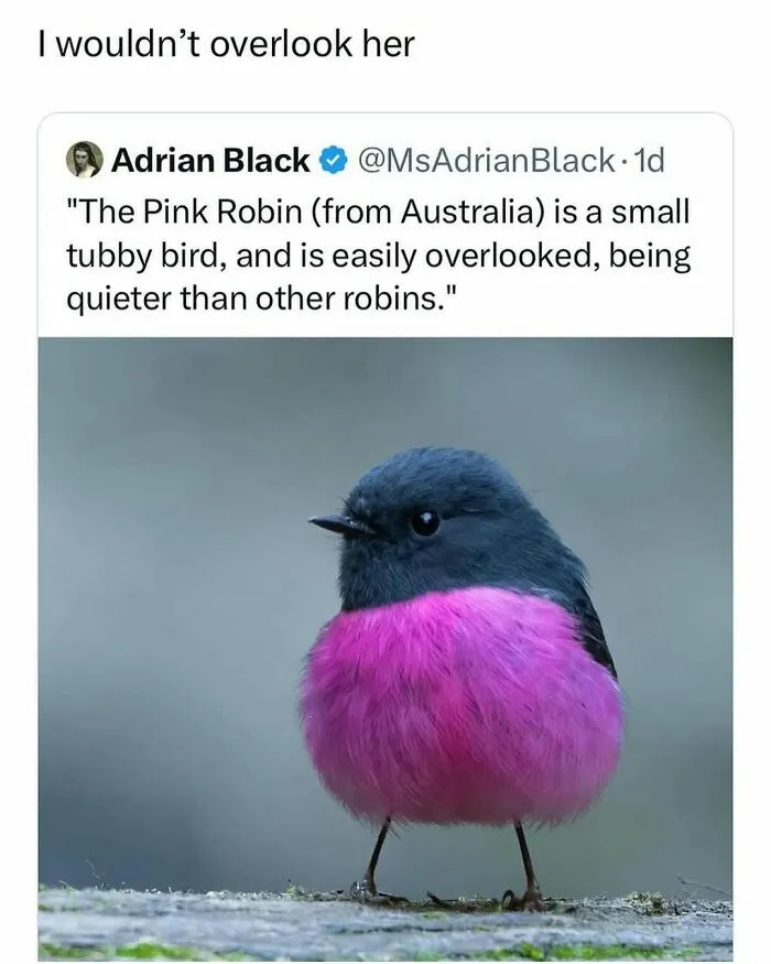 83 Silly Bird Memes To Brighten Up Your Day