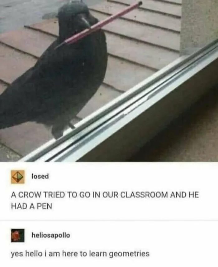 83 Silly Bird Memes To Brighten Up Your Day