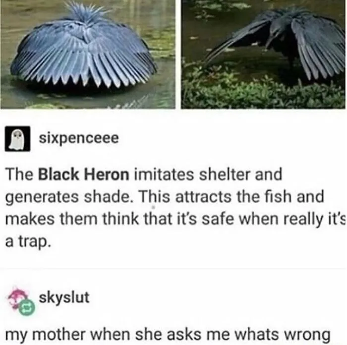 83 Silly Bird Memes To Brighten Up Your Day