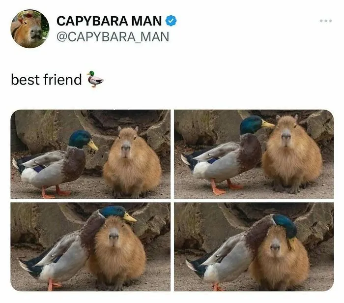 83 Silly Bird Memes To Brighten Up Your Day